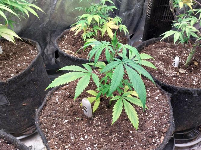 Poudraufou. Week 6 - 03/11