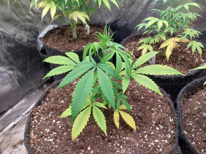 Poudraufou. Week 6 - 04/11