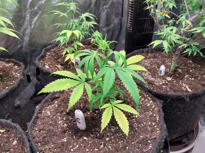 Poudraufou. Week 6 - 05/11