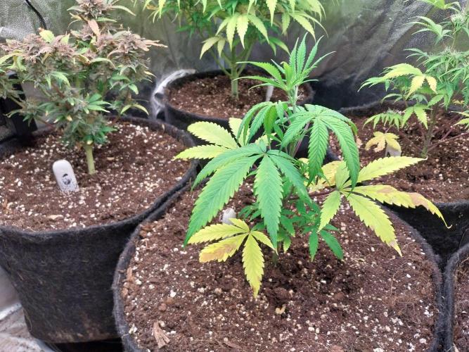 Poudraufou. Week 6 - 06/11