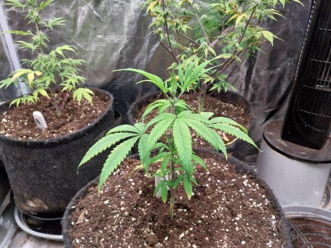 Poudraufou. Week 6 - 07/11