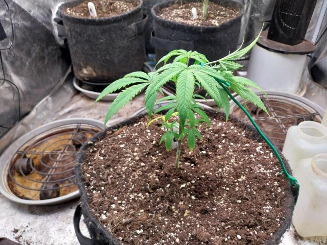 Poudraufou. Week 6 - 08/11