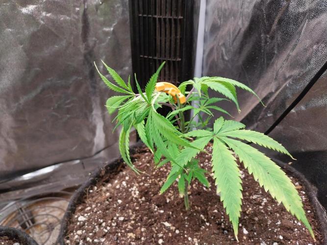 Poudraufou. Week 6 - 09/11