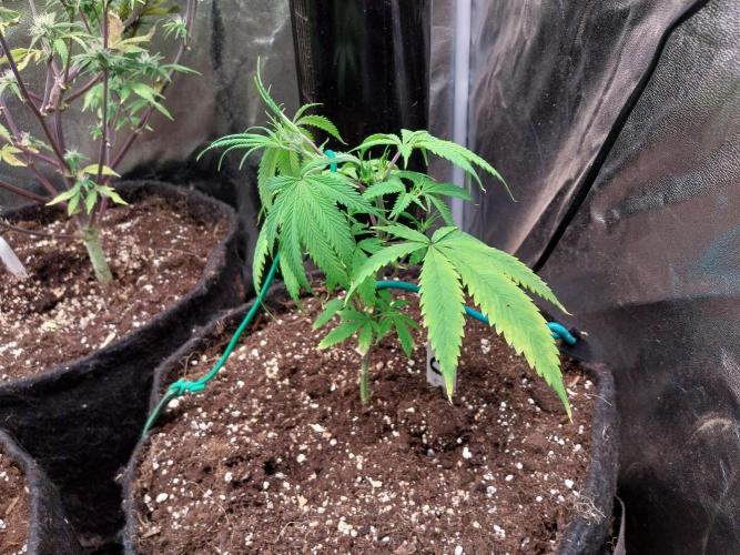 Poudraufou. Week 6 - 09/11