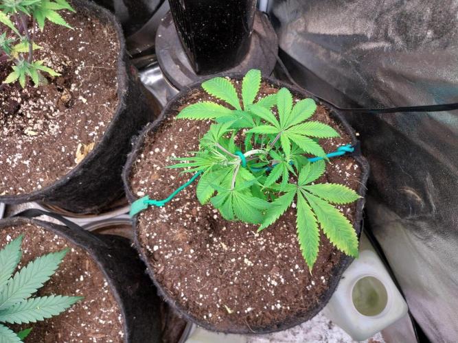 Poudraufou. Week 6 - 09/11