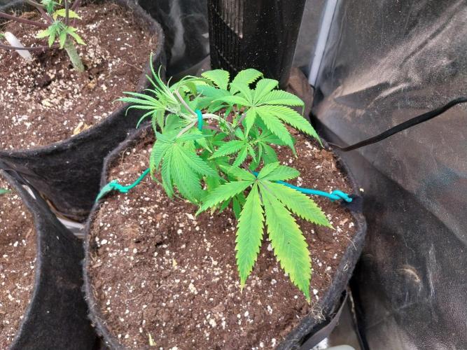 Poudraufou. Week 6 - 09/11