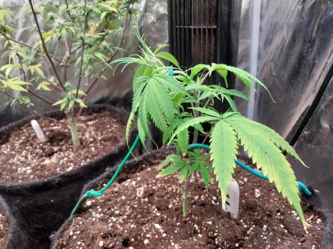 Poudraufou. Week 6 - 09/11