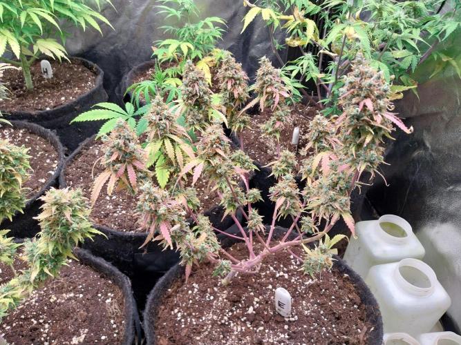 Lol Léatoire. Week 14 - 04/11