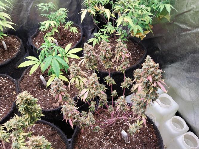 Lol Léatoire. Week 14 - 05/11