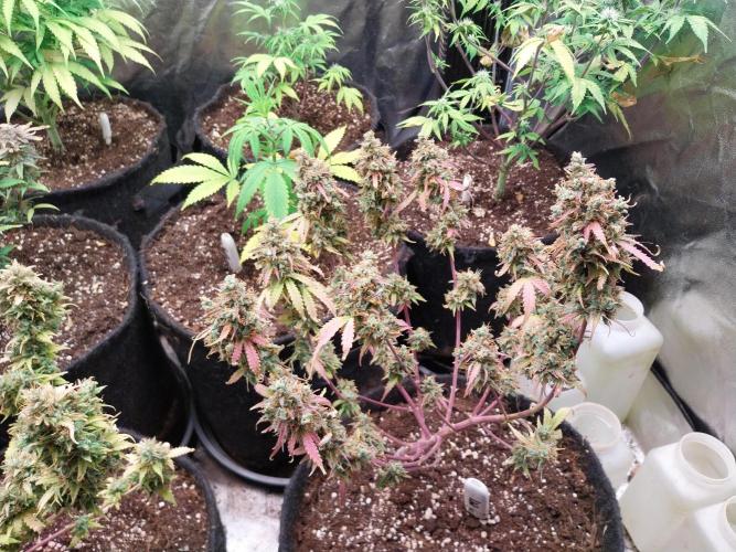 Lol Léatoire. Week 14 - 06/11