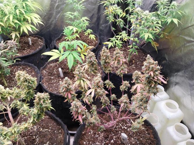 Lol Léatoire. Week 14 - 07/11