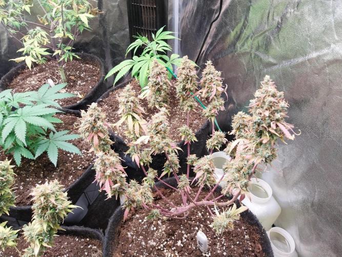 Lol Léatoire. Week 14 - 08/11