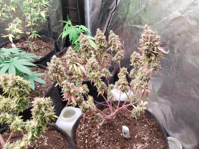 Lol Léatoire. Week 14 - 09/11