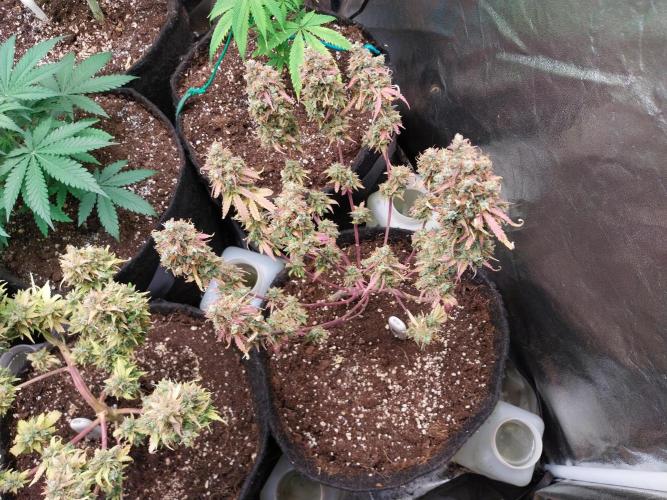 Lol Léatoire. Week 14 - 10/11