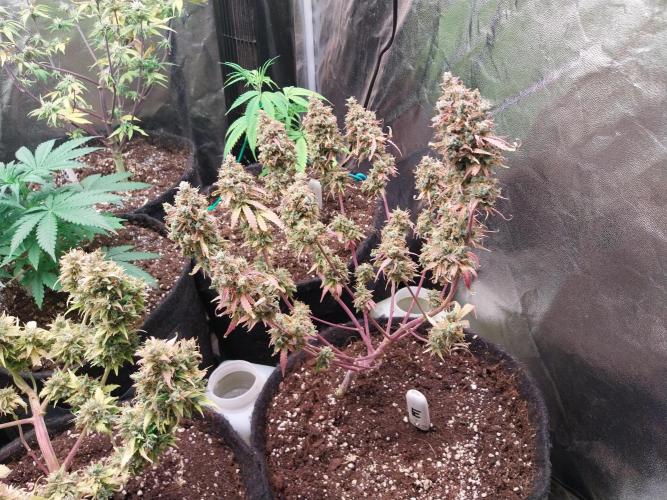 Lol Léatoire. Week 14 - 10/11