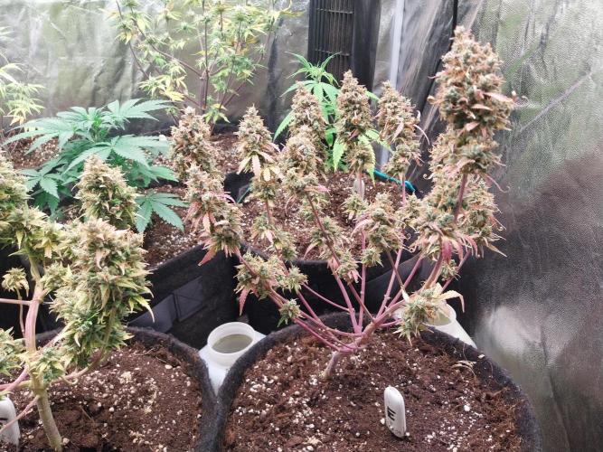 Lol Léatoire. Week 14 - 10/11