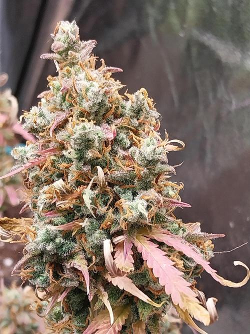 Lol Léatoire. Week 14 - 10/11