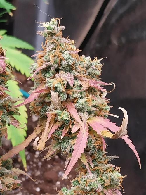 Lol Léatoire. Week 14 - 10/11