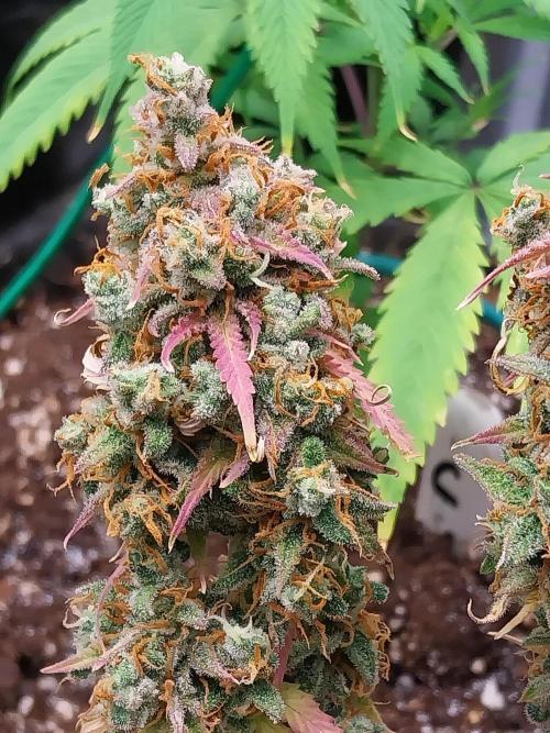 Lol Léatoire. Week 14 - 10/11