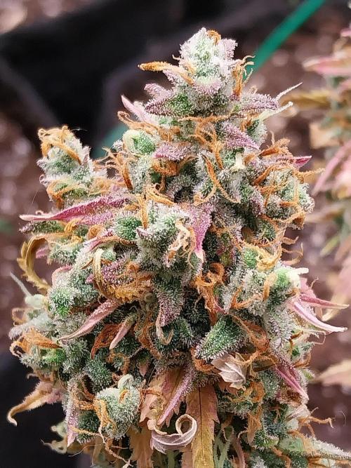 Lol Léatoire. Week 14 - 10/11