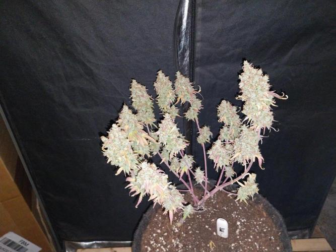 Lol Léatoire. Week 14 - 10/11