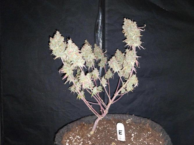 Lol Léatoire. Week 14 - 10/11