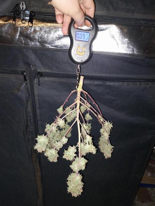 Lol Léatoire. Week 14 - 10/11