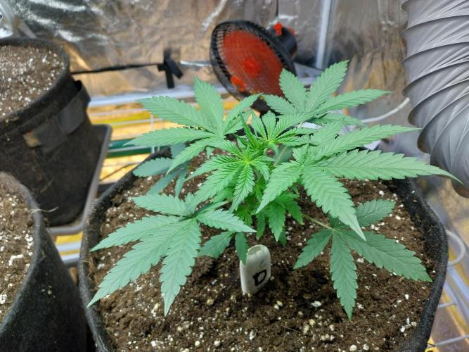 Oeuf-coktail. Week 4 - 04/11