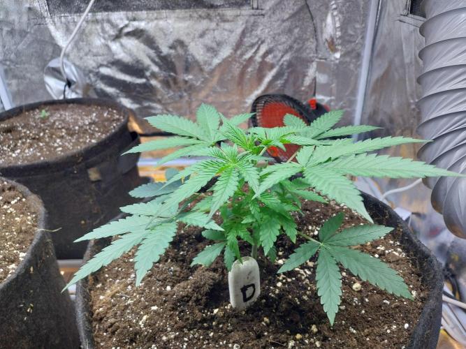 Oeuf-coktail. Week 4 - 05/11