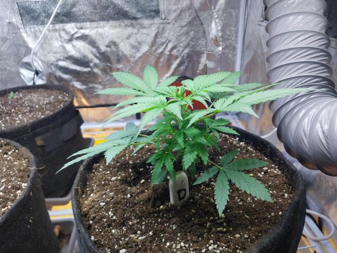 Oeuf-coktail. Week 4 - 06/11