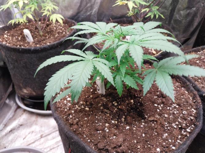 Oeuf-coktail. Week 4 - 07/11