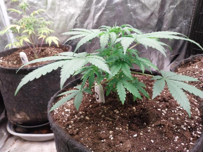 Oeuf-coktail. Week 4 - 08/11