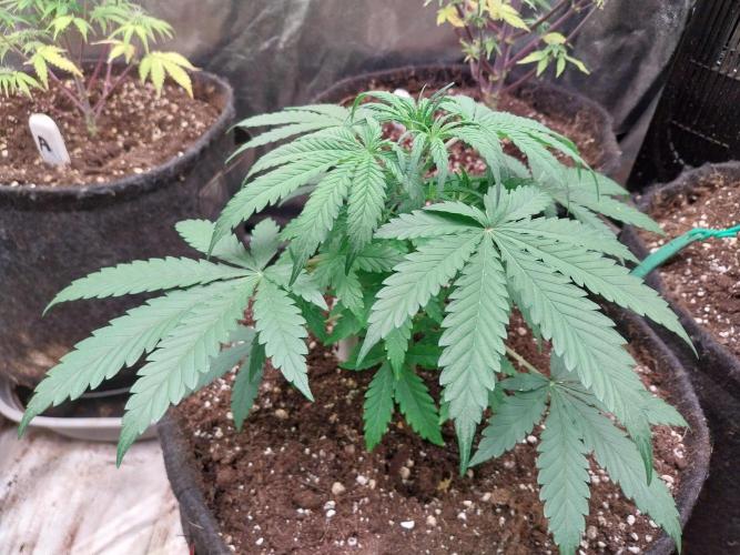 Oeuf-coktail. Week 4 - 09/11