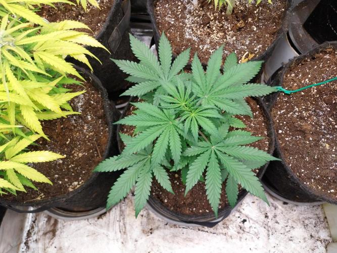 Oeuf-coktail. Week 4 - 10/11