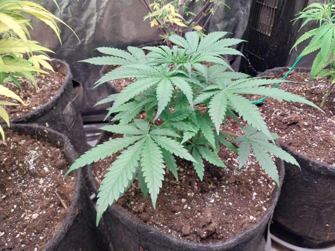 Oeuf-coktail. Week 4 - 10/11