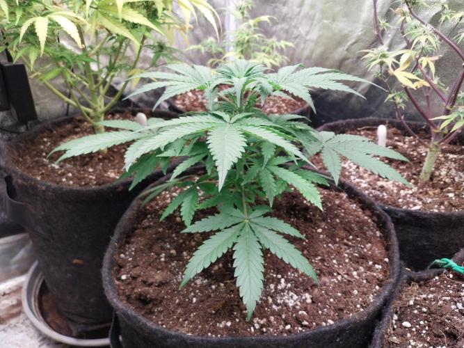 Oeuf-coktail. Week 4 - 10/11