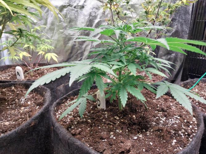 Oeuf-coktail. Week 4 - 10/11