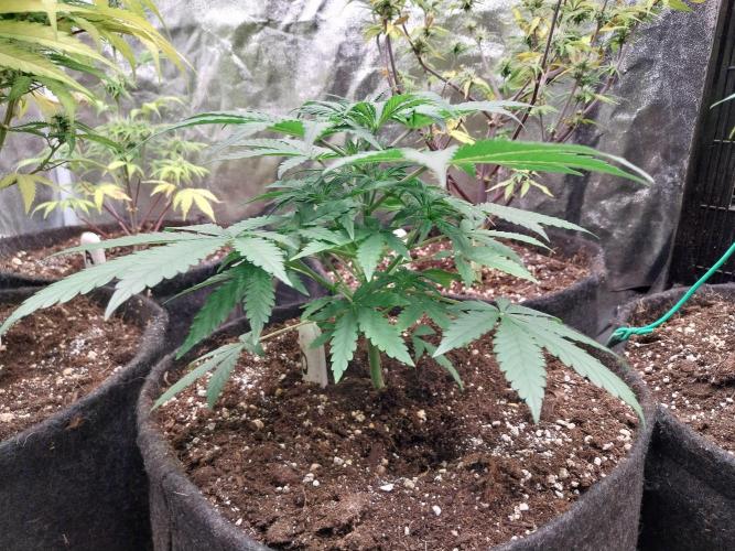 Oeuf-coktail. Week 4 - 10/11