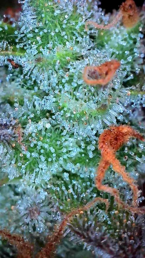 Lol Léatoire. Week 14 - 10/11