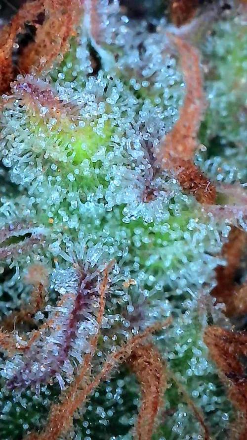 Lol Léatoire. Week 14 - 10/11