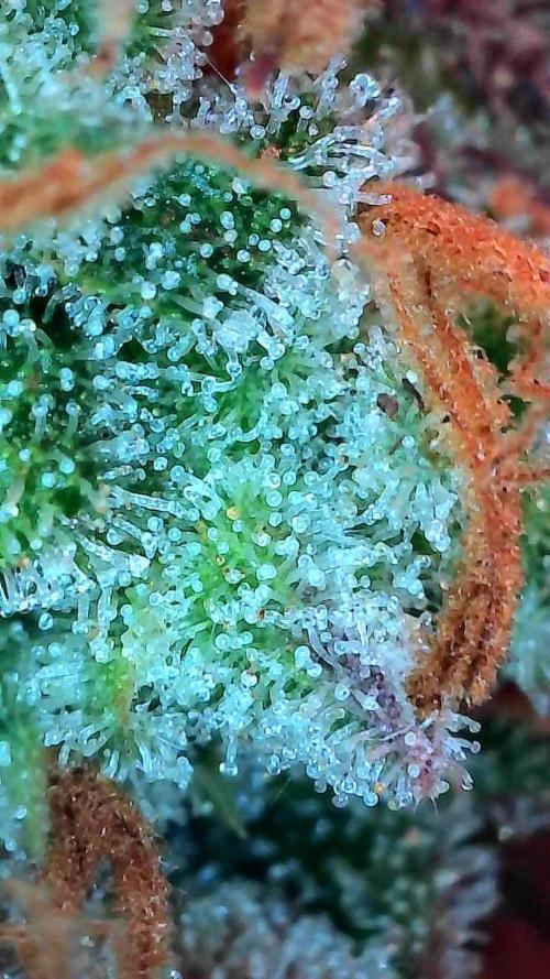 Lol Léatoire. Week 14 - 10/11