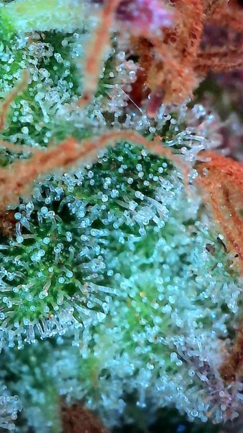 Lol Léatoire. Week 14 - 10/11