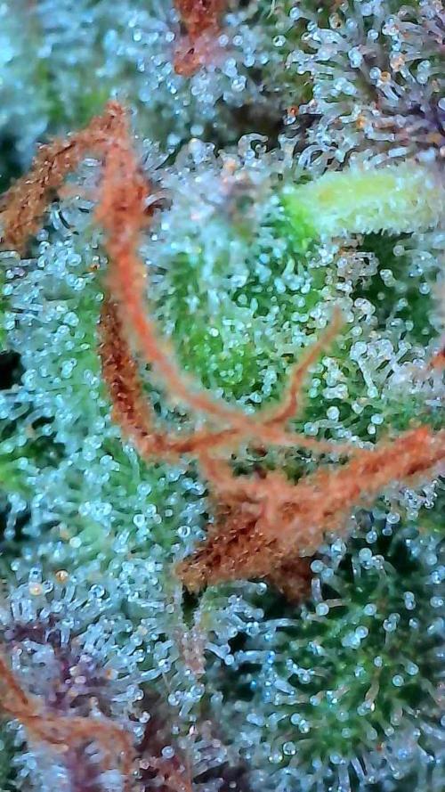 Lol Léatoire. Week 14 - 10/11