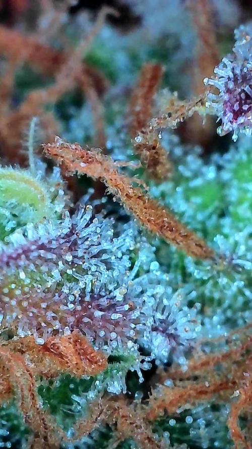 Lol Léatoire. Week 14 - 10/11