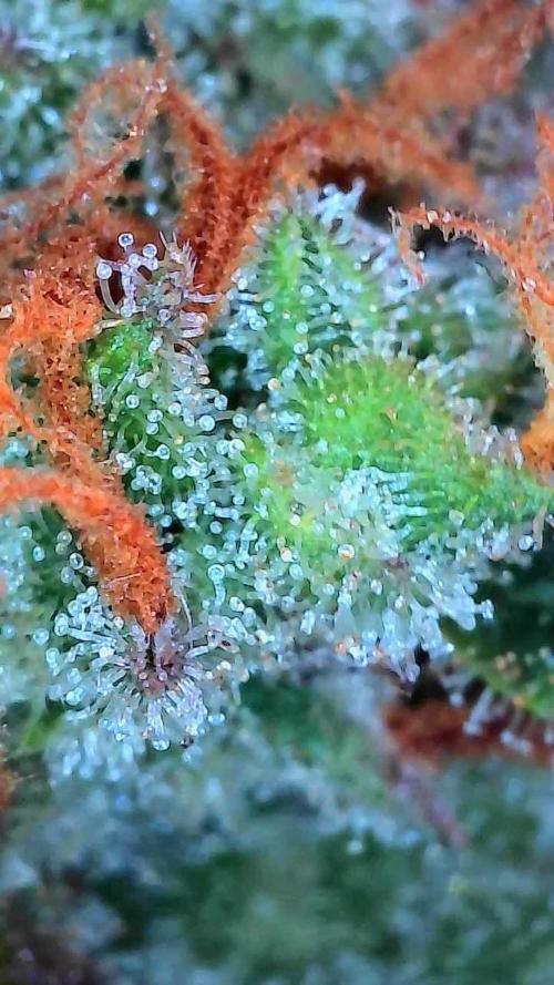 Lol Léatoire. Week 14 - 10/11