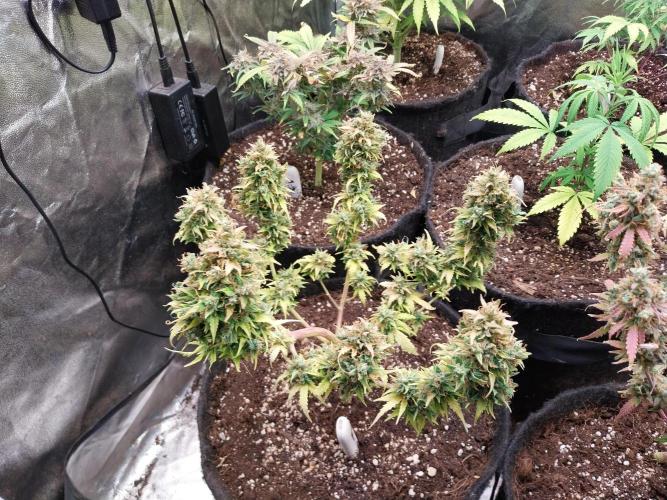 survivante. Week 13 - 05/11