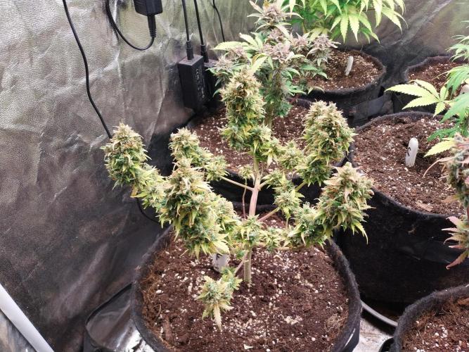 survivante. Week 13 - 06/11