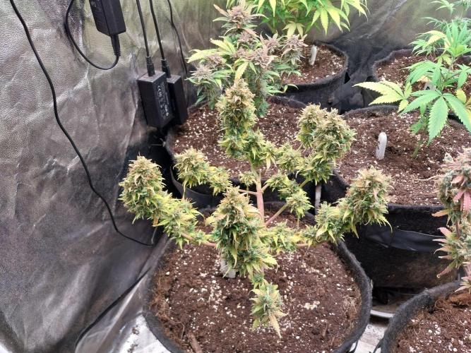 survivante. Week 13 - 07/11