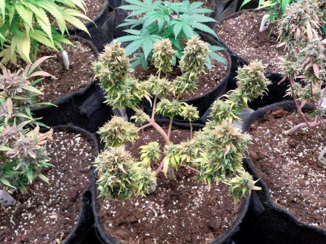 survivante. Week 13 - 08/11