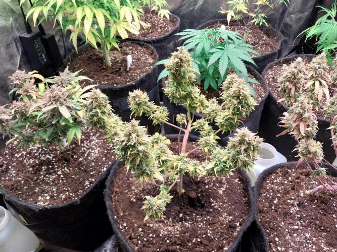 survivante. Week 13 - 09/11